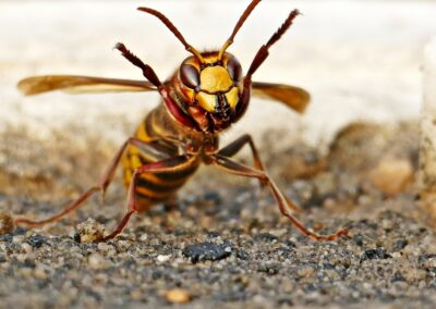 hornet, insect, ground