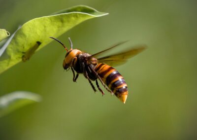 asian giant hornet, hornet, insect